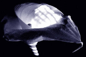 bluebwladylily6x4.jpg