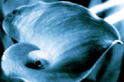 blueholelilyequalize6x4website.jpg