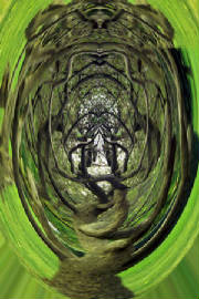 cniagaradeadtreescolorpolar5bigger.jpg
