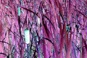 invertedcatgrass.jpg