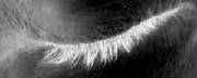 lashesinverted.jpg
