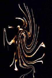 medusasfireworkstwirlspherizeliquifyseetheface.jpg
