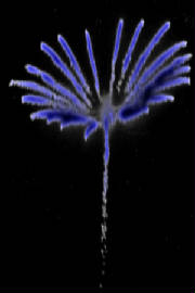 seaflowerglowingedges.jpg