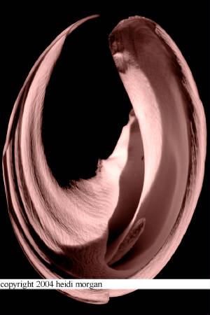 sepialilyeroticpolarfilter4x6.jpg