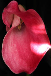 theeroticpodi4x6website.jpg