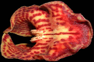 tigerorchid6x4.jpg