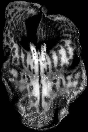 tigerorchid6x4bw.jpg