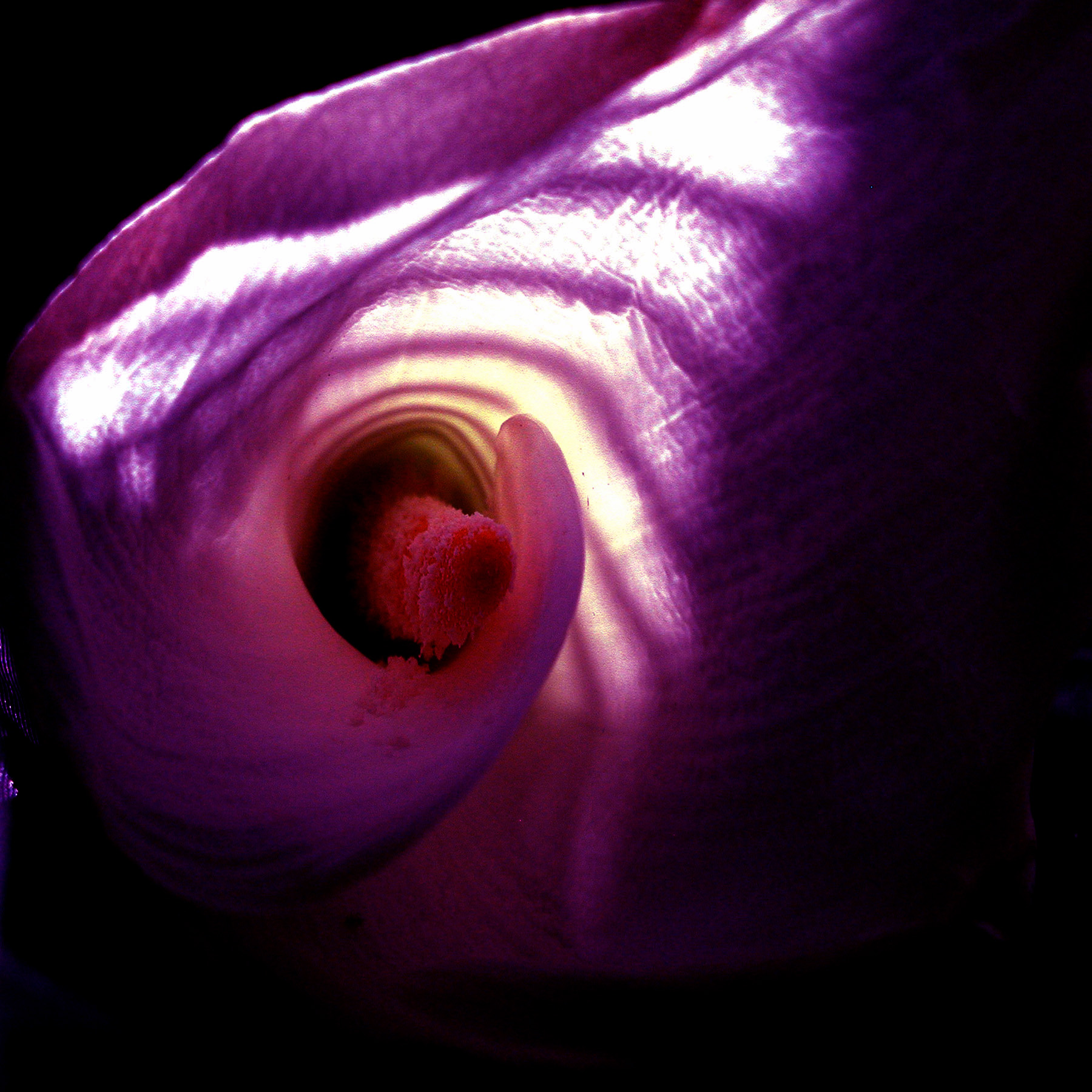 eroticlillymagentastripe.jpg