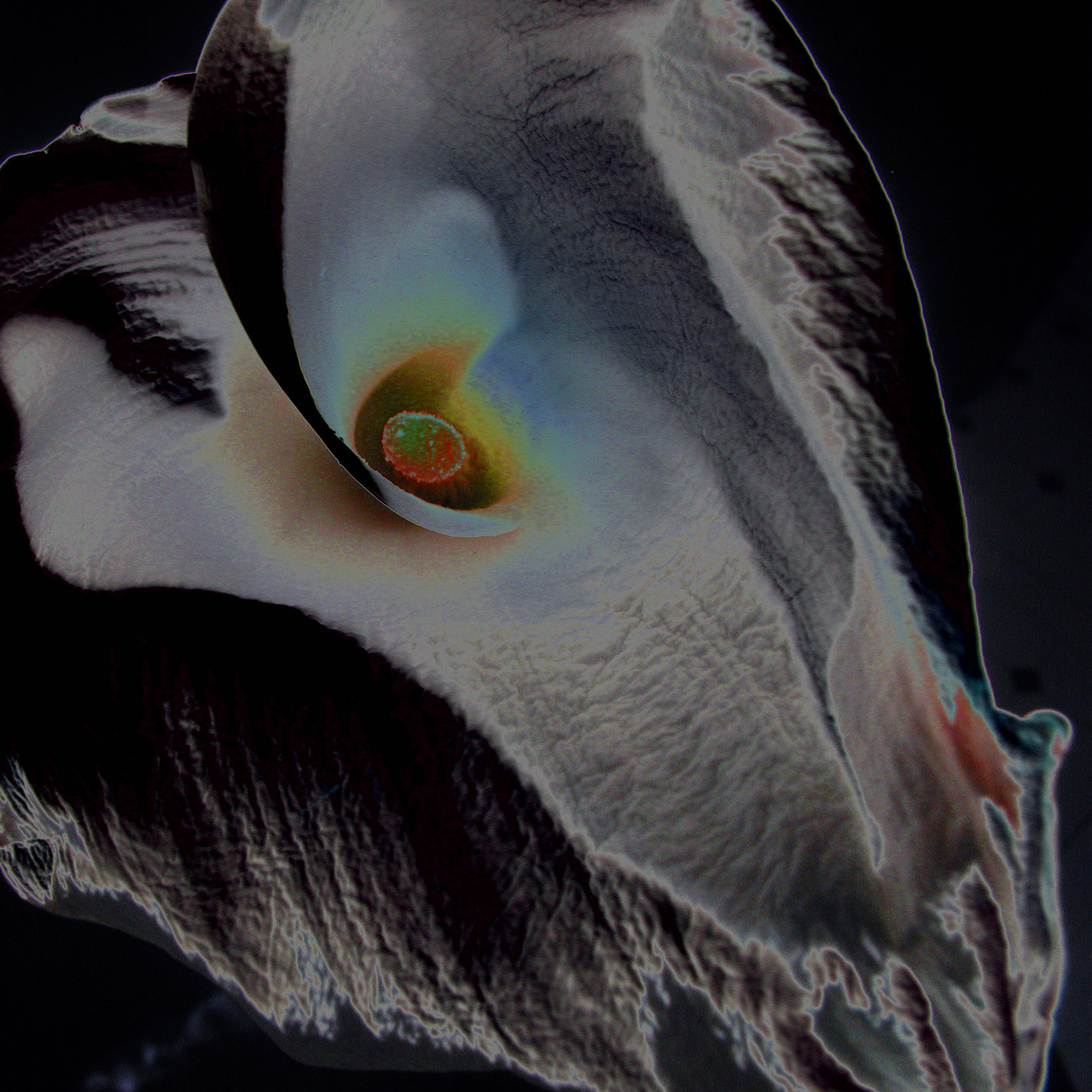 eyeofthelillysolar.jpg
