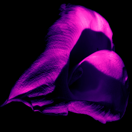 sepialilypurplepinkfilter.jpg