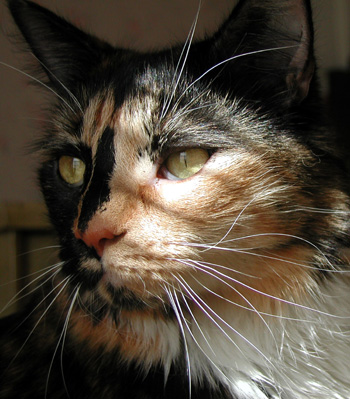 upclosekittygirlshadow-1.jpg